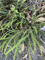 Banksia arctotidis