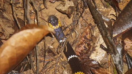 Hemprich's Coralsnake
