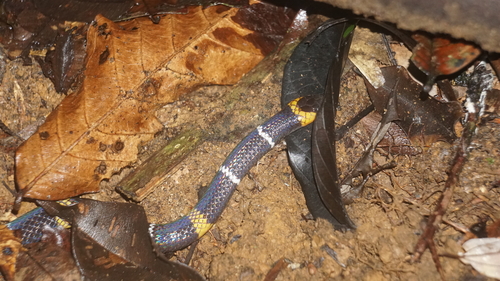 Hemprich's Coralsnake