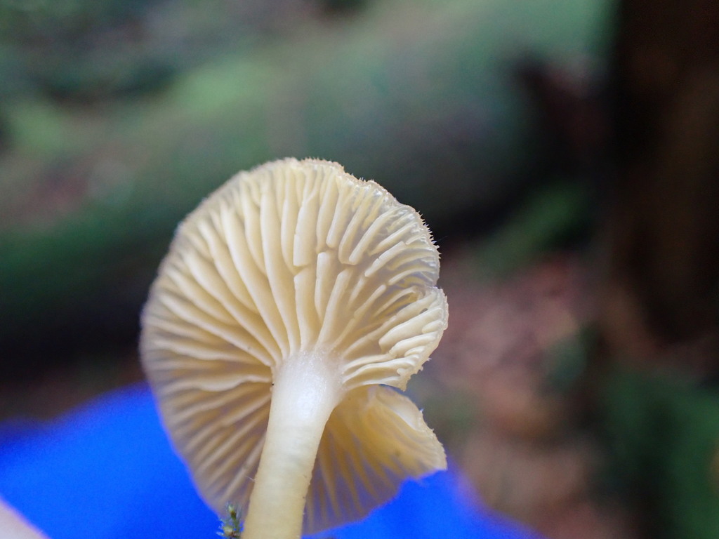 Chrysomphalina aurantiaca · November 2025 · photo: © rambryum (iNaturalist, cc0)