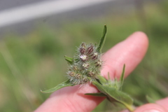 Silene disticha, photograph (c) Joe Dillon, some rights reserved (CC BY)