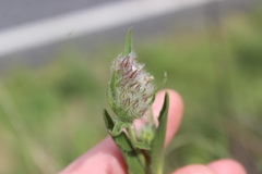 Silene disticha, photograph (c) Joe Dillon, some rights reserved (CC BY)