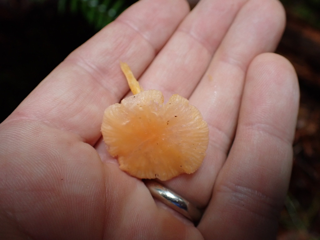 Chrysomphalina aurantiaca · November 2025 · photo: © rambryum (iNaturalist, cc0)
