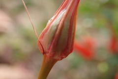 Bessera tenuiflora