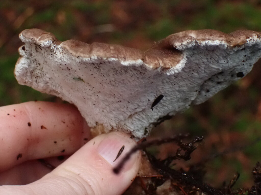 Jahnoporus hirtus · November 2025 · photo: © rambryum (iNaturalist, cc0)