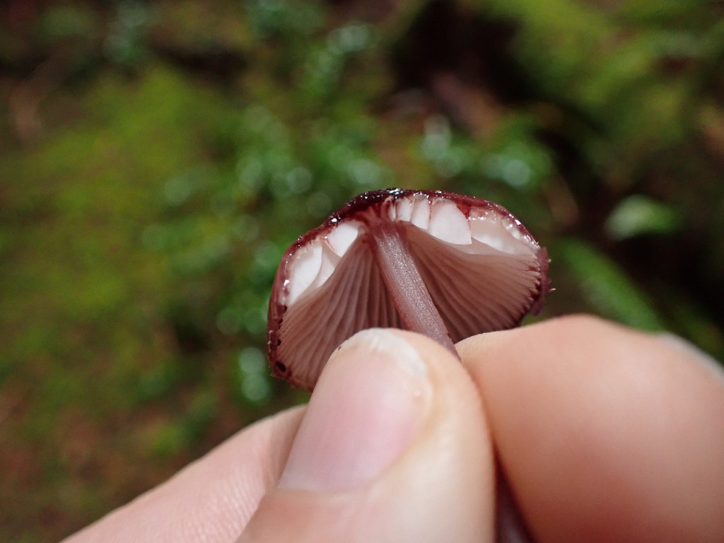 Mycena haematopus · November 2025 · photo: © rambryum (iNaturalist, cc0)