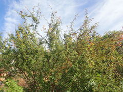 Erythrostemon placidus