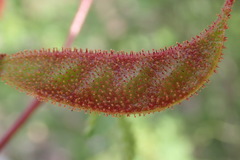 Erythrostemon placidus