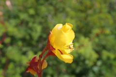 Erythrostemon placidus
