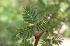 Erythrostemon placidus