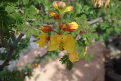 Erythrostemon placidus