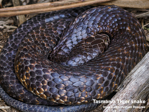 Tiger Snake sighting