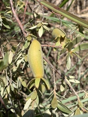 Diospyros lycioides nitens