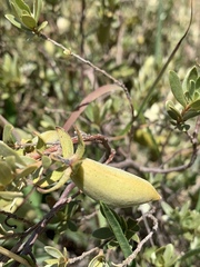 Diospyros lycioides nitens