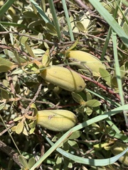 Diospyros lycioides nitens