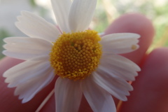 Perityle crassifolia robusta