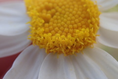 Perityle crassifolia robusta