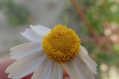 Perityle crassifolia robusta