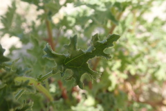 Perityle crassifolia robusta
