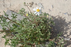 Perityle crassifolia robusta