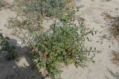 Perityle crassifolia robusta