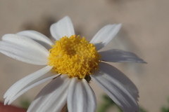 Perityle crassifolia robusta