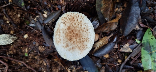 Oudemansiella canarii