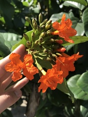 Cordia sebestena