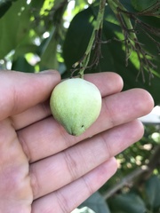Cordia sebestena
