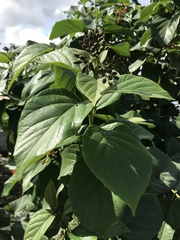 Cordia sebestena