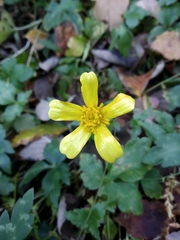 Ranunculus sierrae-orientalis