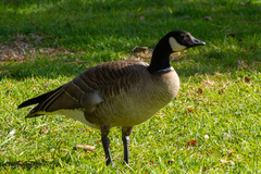 Branta hutchinsii