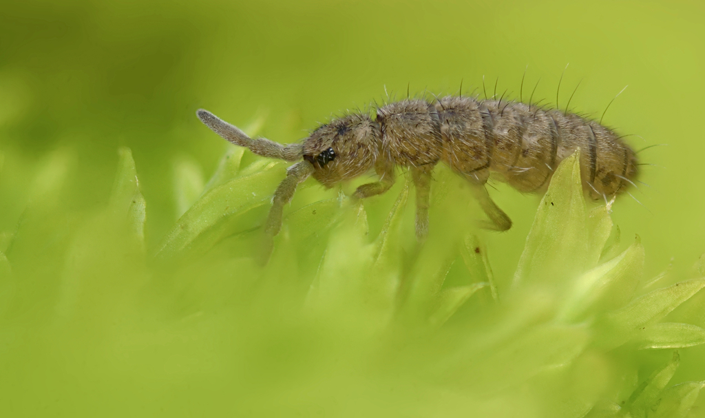 Wisconsin Spring Tails Waterfall Springtails in November 2025 by Timothy Lindsey. Stacked from ...