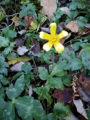 Ranunculus sierrae-orientalis