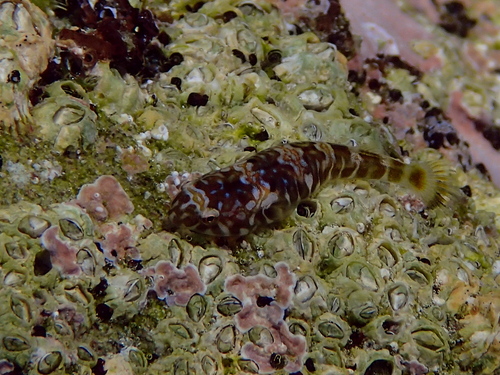 Cortez clingfish (Tomicodon boehlkei) — Gobiesocidae — 4