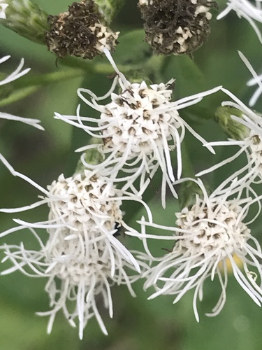 Ảnh của Cỏ lào