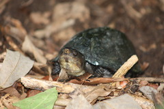 Kinosternon scorpioides