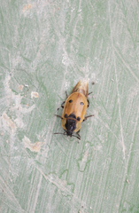 Dendroxena quadrimaculata