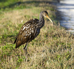 Image Associated With the Occurrence