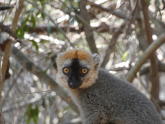 Eulemur rufifrons