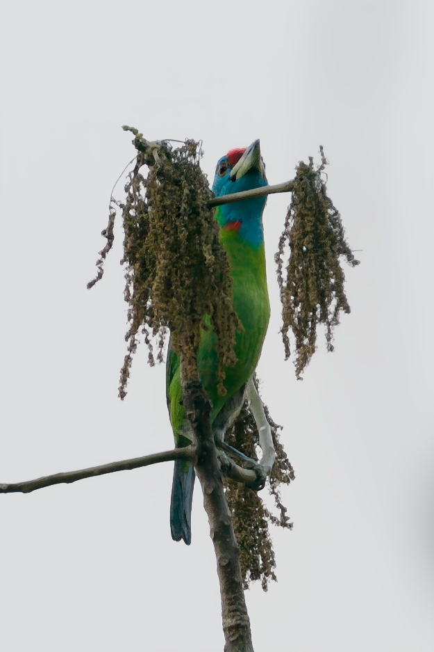 Blue-throated Barbet