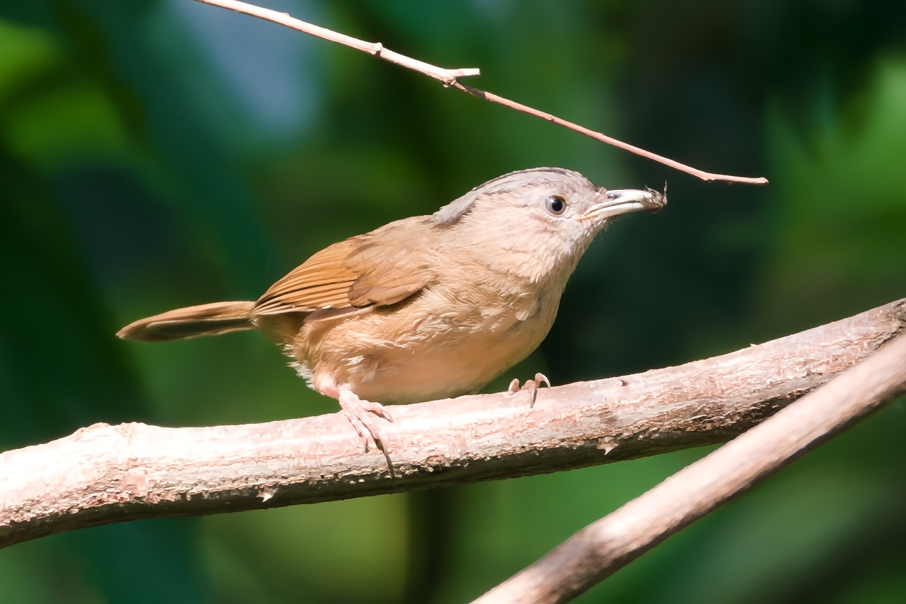 Brown-cheeked Fulvetta