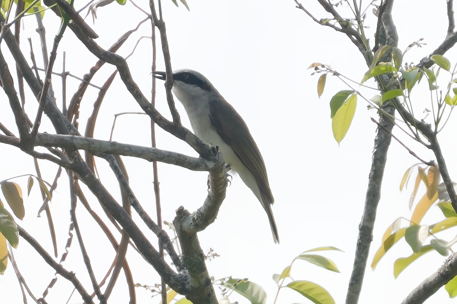 Large Woodshrike
