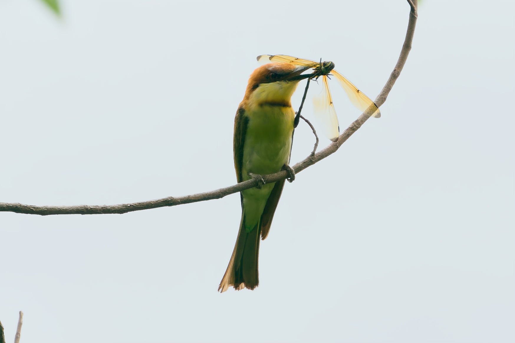 Chestnut-headed Bee-eater