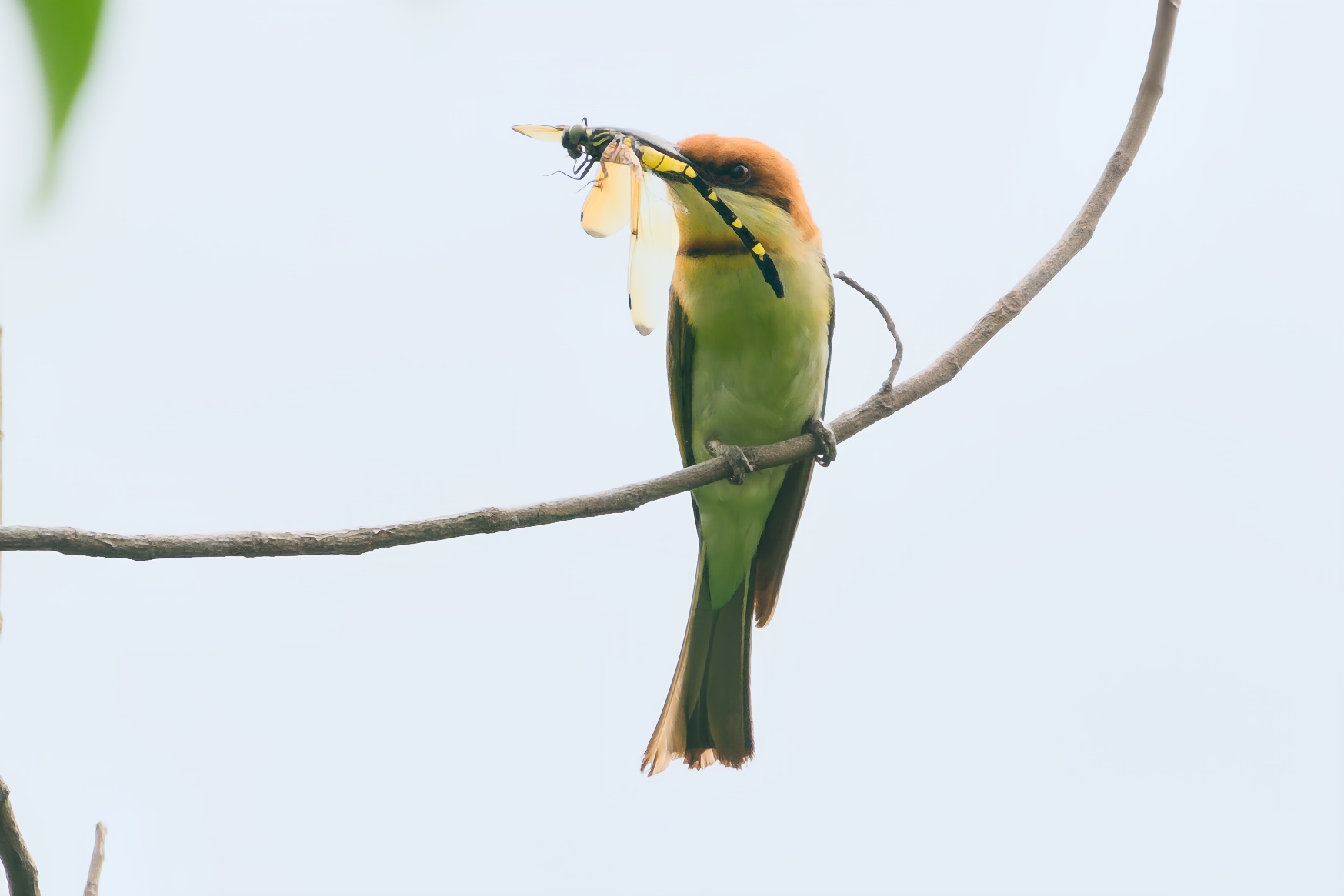 Chestnut-headed Bee-eater