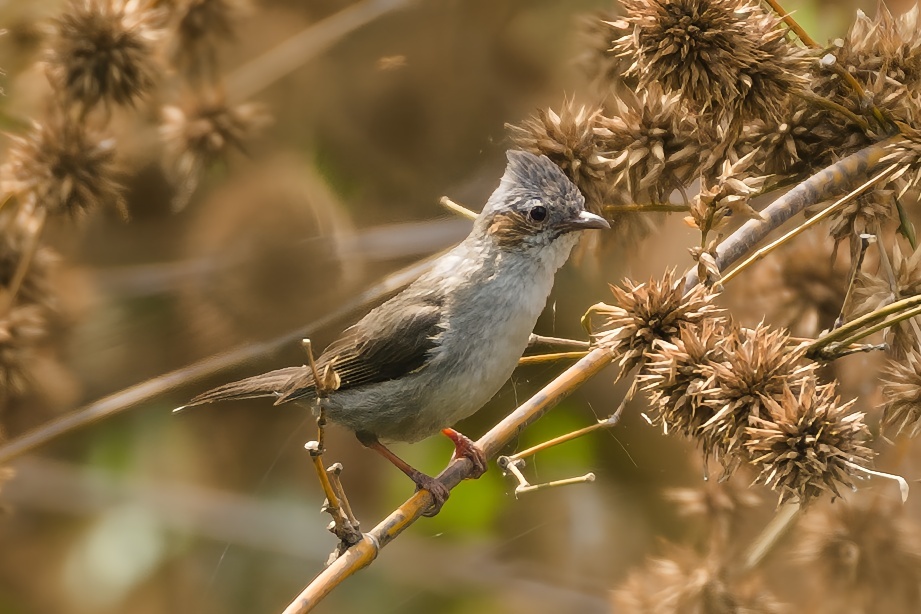 Striated Yuhina