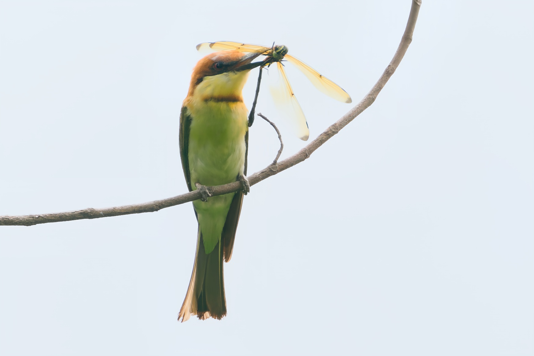 Chestnut-headed Bee-eater
