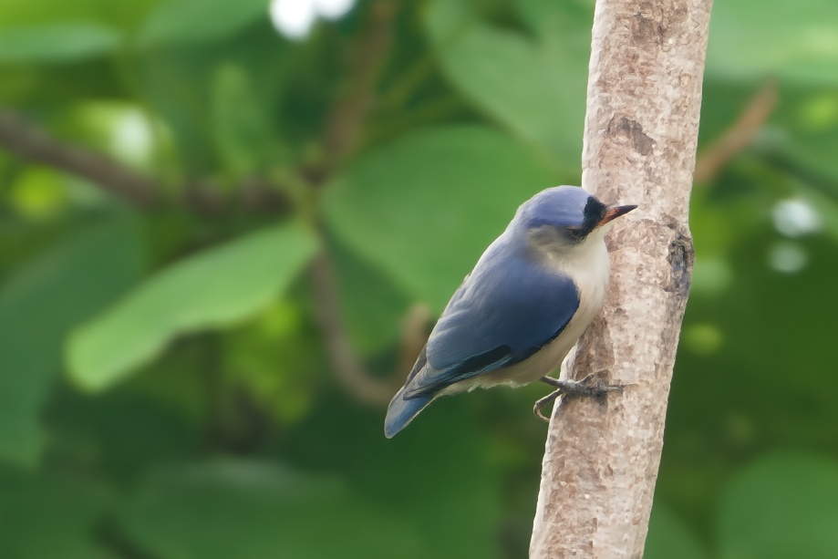 Velvet-fronted Nuthatch