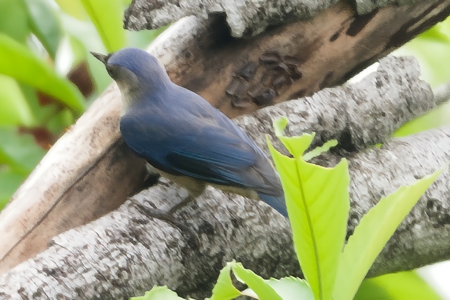 Velvet-fronted Nuthatch