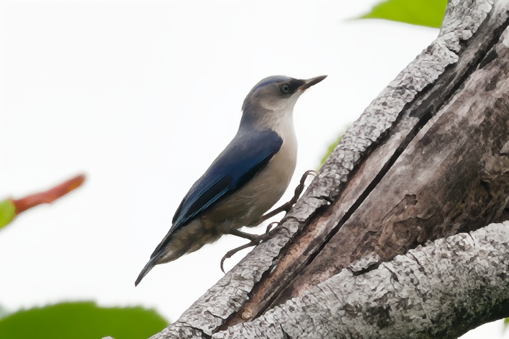 Velvet-fronted Nuthatch